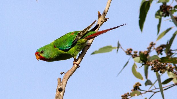 A flock of one of the most endangered parrots in Australia, the swift parrot, has been spotted feeding in the Royal National Park.