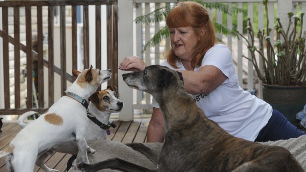 Foster dog carer for ACT Rescue and Foster, Helen Shannon with her dogs Max the greyhound and Poppy the mini Fox Terrier cross (blue collar) with Robbie a Jack Russell terrier currently up for adoption.