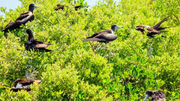 Juvenile Frigate birds on Contoy Island National Park, Mexico.