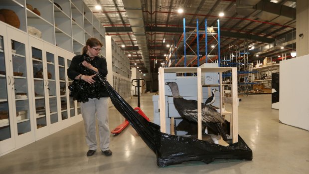 The Australian Museum's Anja Divljan managed the move to a purpose-built storage facility in Castle Hill.