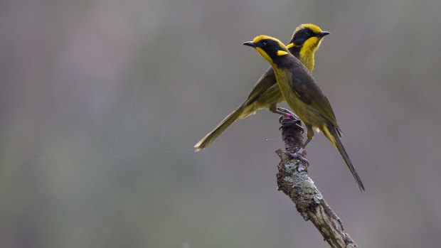 Zoos Victoria released 18 critically endangered captive-bred Helmeted Honeyeaters into their only viable habitat on the doorstep of Melbourne.