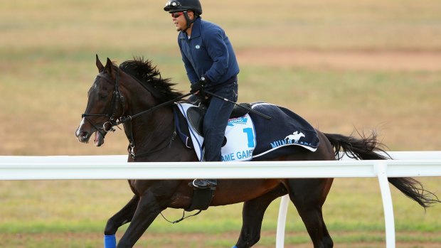 Favourite: Fame Game is put through his paces during a trackwork session.