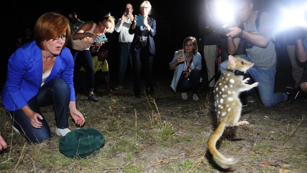 An eastern quoll put on a show for the cameras when it was released at Mulligans Flat Woodland Sanctuary by Transport and Municipal Services minister Meegan Fitzharris.