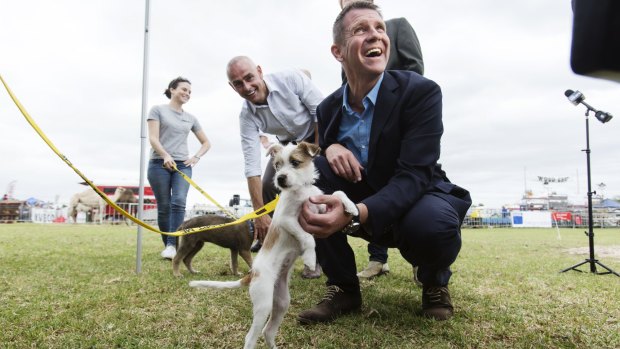 Political animal: Premier Mike Baird at the Camden Show. 