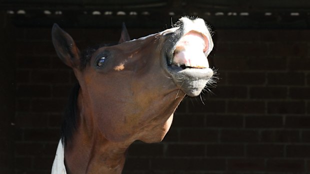 Retrained: A retired racehorse at the Canterbury racing stables. 