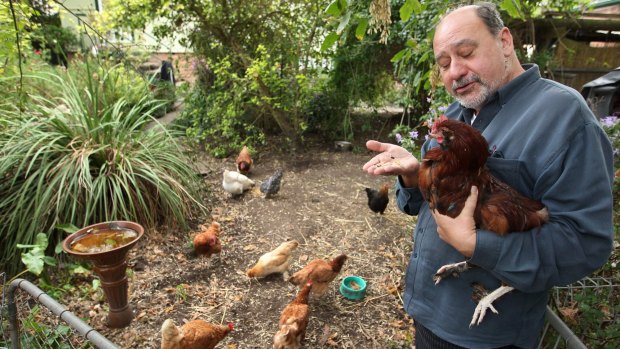 Mark Pearson at home with his chickens. 