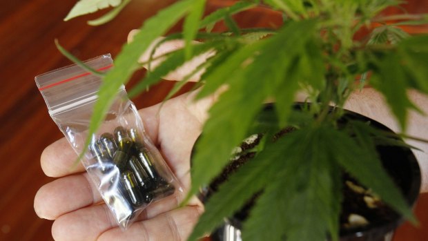 Doctors will be able to apply to prescribe cannabis.