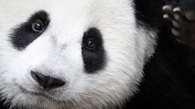 The giant panda is no longer considered endangered.