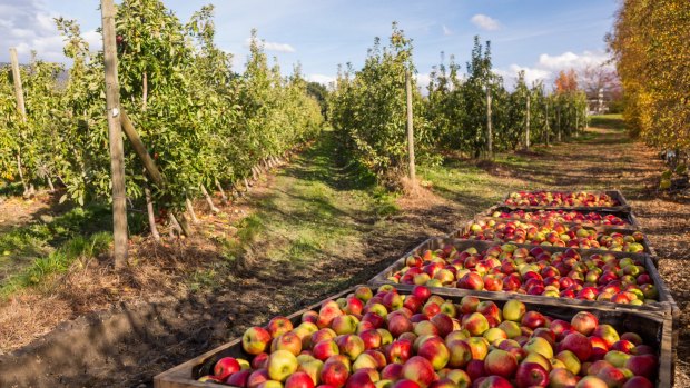 Apple orchard, Huon Valley, Tasmania.