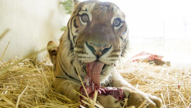 Bakkar the tiger was euthanised on Saturday.