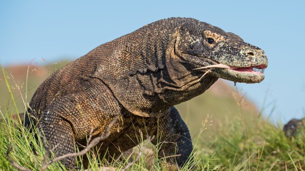 The Komodo dragon is the biggest living lizard in the world.