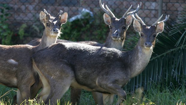 Deer are increasingly found in suburban areas.