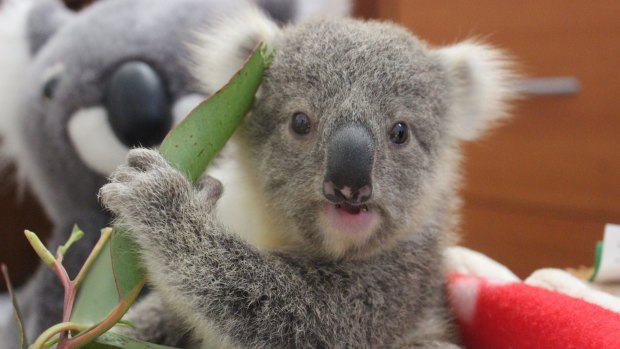 Imogen the koala, with a fuzzy koala friend.