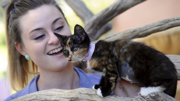 Animal carer assistant, 21-year-old Lauren Gillan with a kitten.