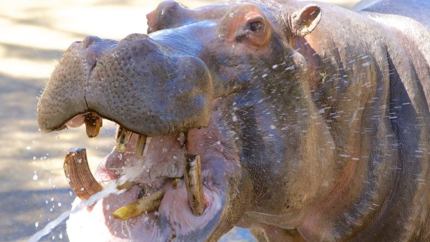 Brent Counsell is accused of importing and possessing protected specimens, including the tooth of a hippopotamus.