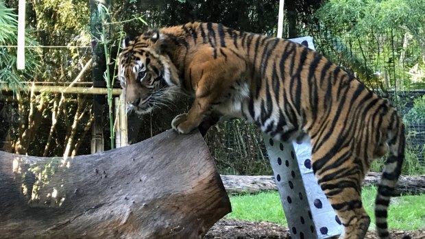 Jaya the Sumatran tiger is celebrating his ninth birthday.