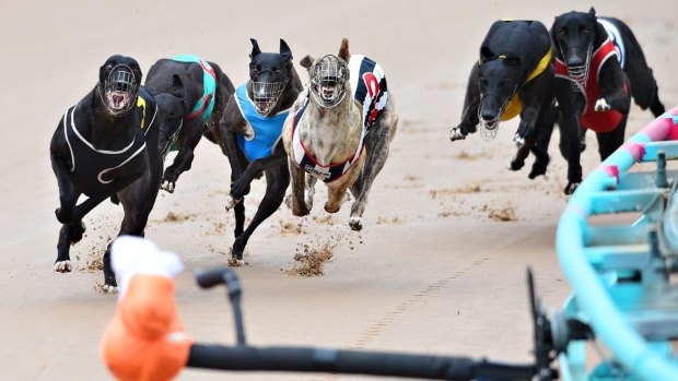 Why the belated concern for greyhounds from the RSPCA and AVA?