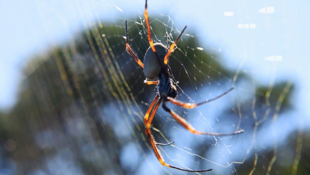Golden Orb weaver at North Head on Monday.

