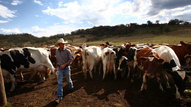 The Biffins Dairy produces 750,000 litres of milk for Sydney each year.