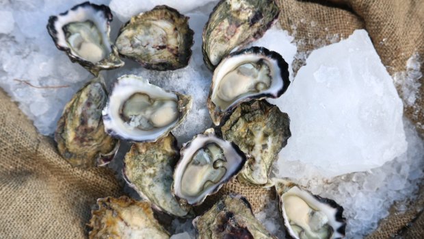 Moreton Bay rock oysters,  the freshest  on the Sunshine Coast.