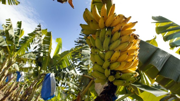 Panama TR4 disease has affected Queensland's banana crops.
