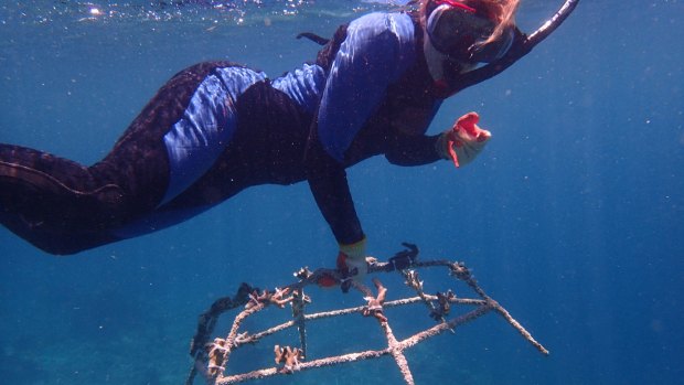 She uses metal spiders to cultivate coral nurseries. 