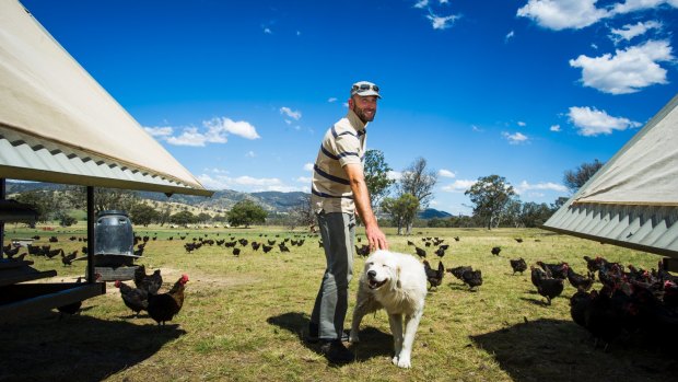 Chicken farmer Bruce Gibbs with one of his eight Maremma dogs.