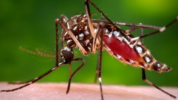 The Aedes aegypti mosquito can carry the Zika virus.