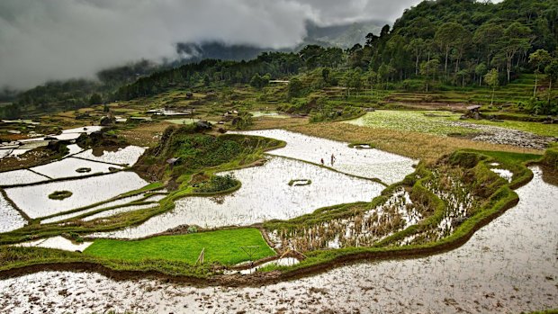 Paddy field planting.