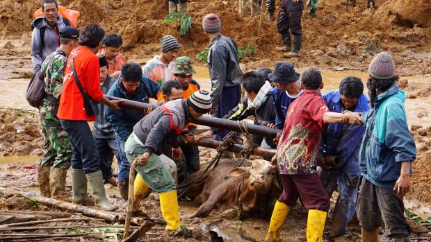 Rescuers help lift a cow trapped in the mud.