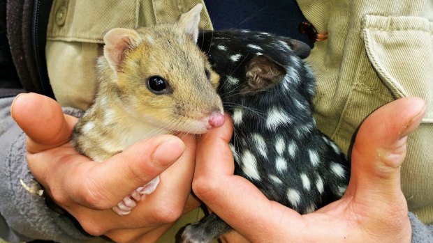 Eastern quolls at wildlife sanctuary Devils at Cradle in Tasmania, the source of the mammals for the mainland.