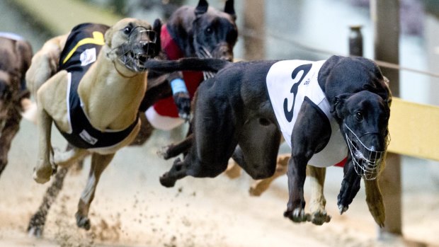 Greyhounds racing at Sydney's Wentworth Park.