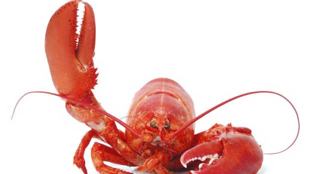 The Swiss have banded boiling lobsters alive.
