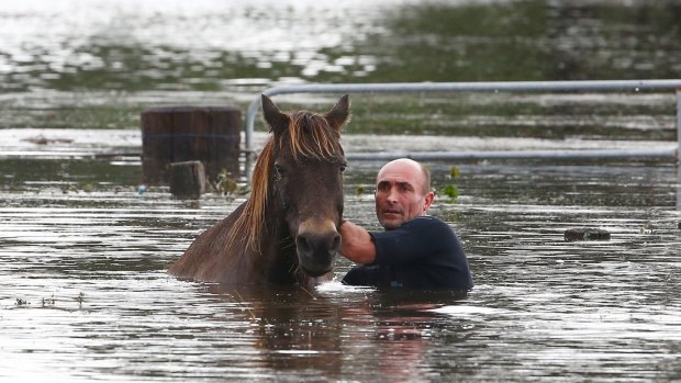 A man tries to help a horse stranded in barbed wire near Dungog.