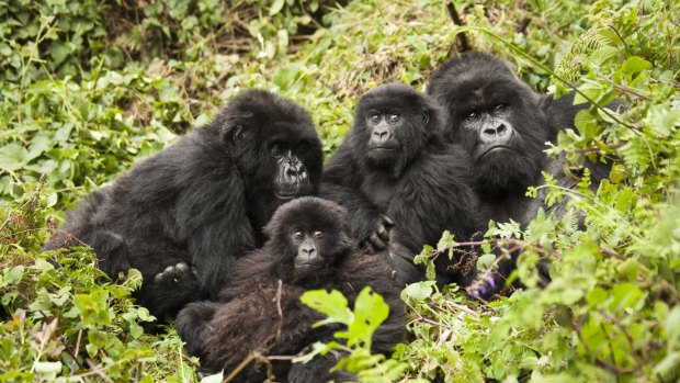 The Amahoro group in Volcanoes National Park, Rwanda.