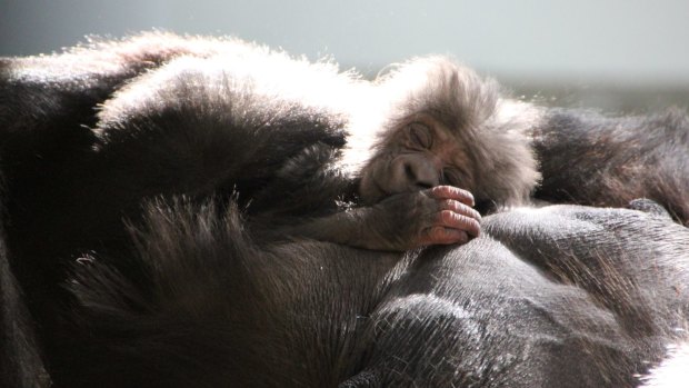 After days of waiting and watching, Keepers are able to confirm Taronga Zoo's new gorilla baby is a male. 