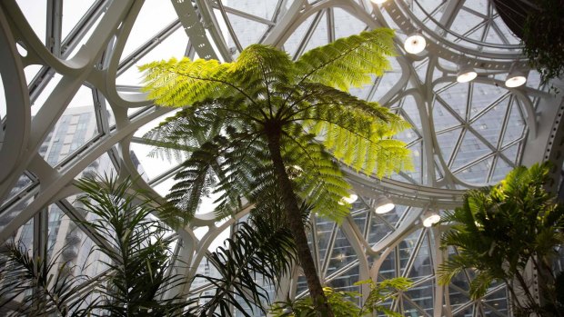 Amazon.com's new Seattle headquarters has 40,000 plants.