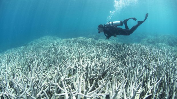 Climate change, which has been linked to coral bleaching, is increasingly recognised as a financial risk.