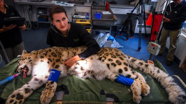 Meo the snow leopard gets a check-up from Dr Sarah Frith at Melbourne Zoo.