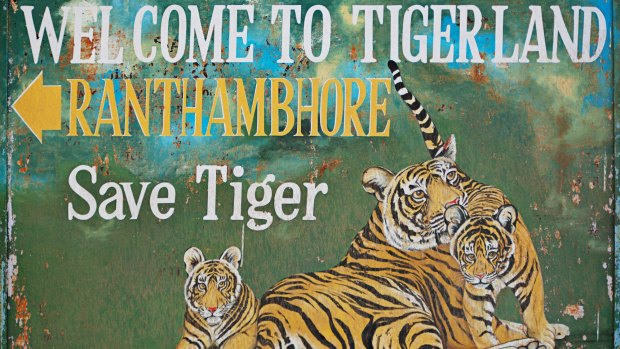 Ranthambore National Park is the most popular tiger reserve in India.