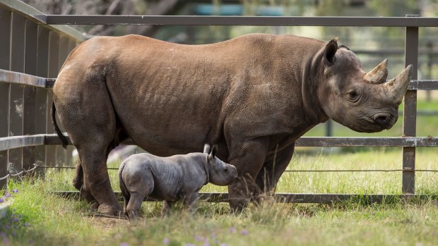 The southern black rhino calf, seen with his mother Bakhita was born at Dubbo's Taronga Western Plains Zoo on Halloween.