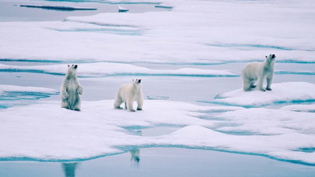 There are bears out there: Polar bears are a common sight.