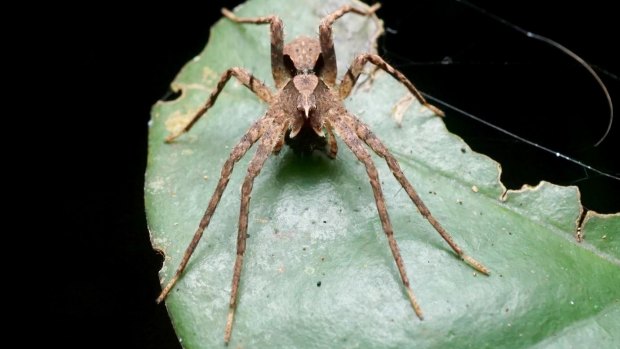 A worldwide competition has named a water spider native to south-east Queensland after Fanning.