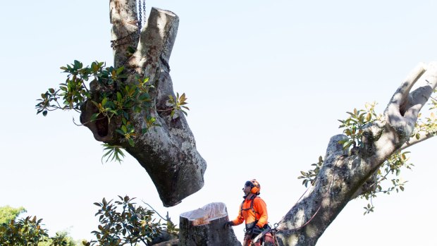 Tree loppers cut down an Anzac Parade Moreton Bay fig tree in May to make room for the light rail.