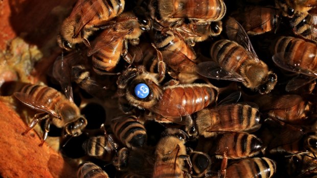 If the invasive varroa mite arrives in Australia, it will wipe out many honey bee colonies.