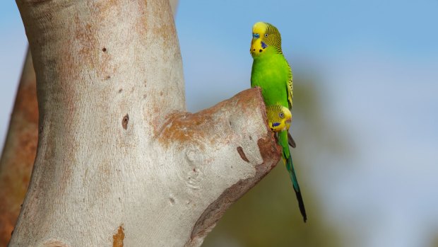 Researchers have investigated how budgerigars tailor their flight to the apparent movement of their environment.