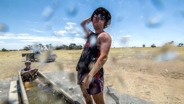 Ben and Sean Hogan take a break and cool off in the trough on their farm near Birchup