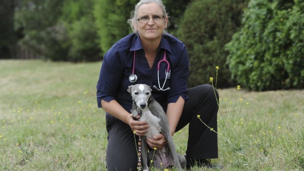 Veterinary surgeon Amanda Nott with her colleague's eight-year-old whippet Tilda, who was saved from a likely lethal amount of chocolate prior to Christmas 2014.