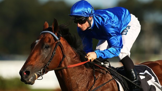 Star in blue: Hauraki may not be the only Godolphin horse in Saturday's Caulfield Cup.