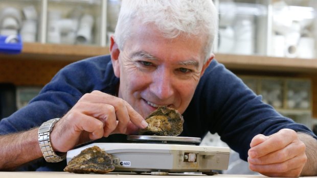 Professor David Raftos won a Eureka prize for his work on disease-resistant oysters.